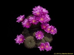Sulcorebutia mentosa v. mentosa 1115